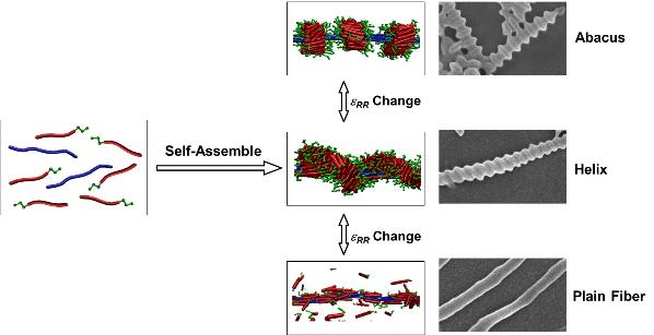 理论模拟和实验结合研究聚肽自组装形成算珠状聚集体、超分子螺旋和光滑纤维的结构和形成机理